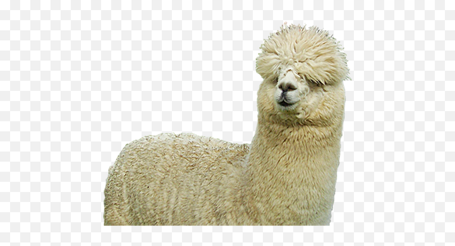 Alpaca Png Hd - Alpaca Png,Llama Png