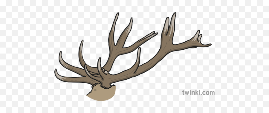 Antlers Illustration - Twinkl Elk Png,Antlers Png