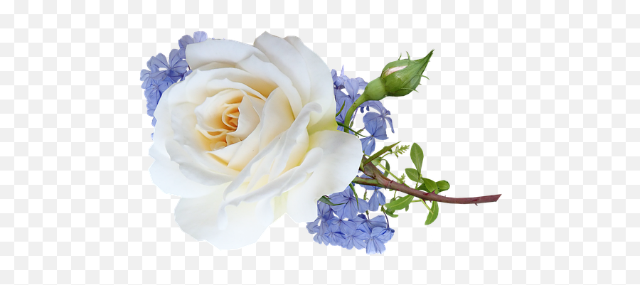 500 Free Flower Cut Out U0026 Images - Pixabay Garden Roses Png,White Rose Transparent Background