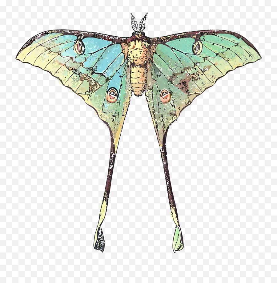 Download Drawing Of A Butterfly Insect With Long Wings - Butterfly With Long Wings Png,Butterfly Wings Png