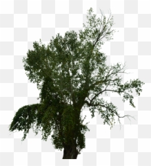 Dead Tree With No - Free image on Pixabay Pond Pine png