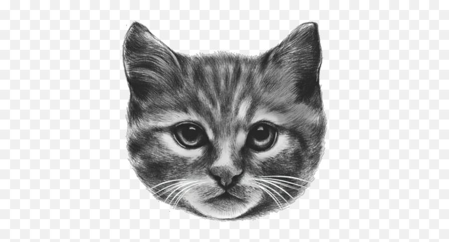 Cat Face - Roblox Obyo T Png,Cat Face Png