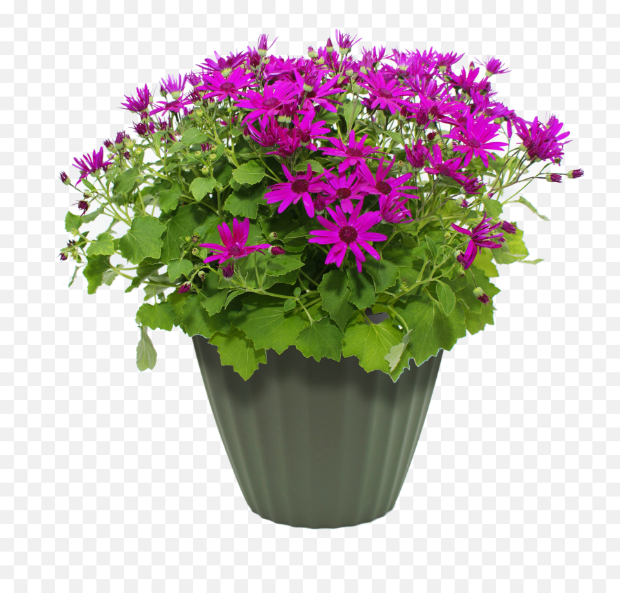 Flower Pot Png Transparent Potpng Images Pluspng - Flowers In Pots Png,Hanging Plants Png