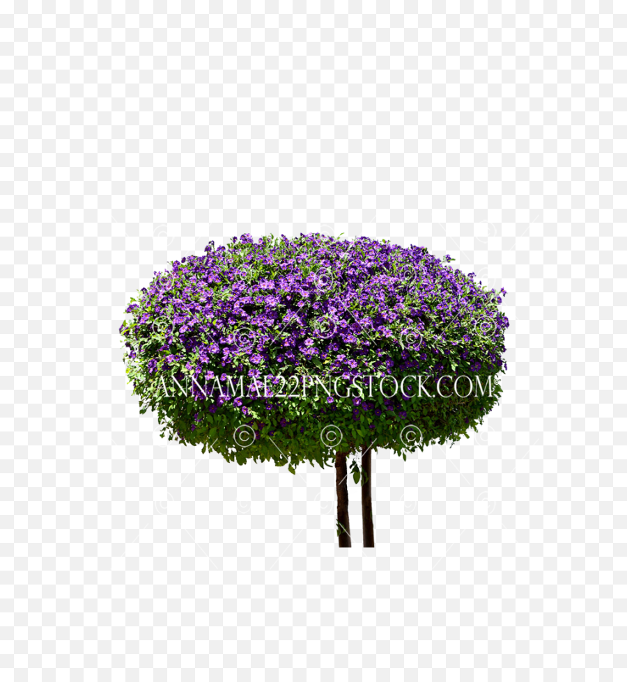 Round Purple Bush Tree Png Stock Large - Pericallis,Flower Bush Png