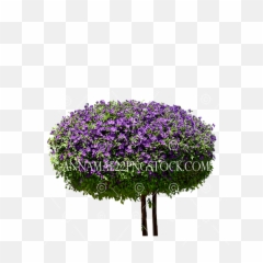 Round Purple Bush Tree Png Stock Large - Pericallis