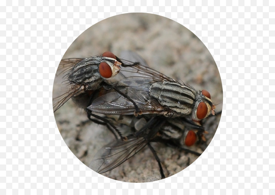 Download Flies Are Adapted For Aerial Movement And Typically - Flies Mating Png,Flies Png