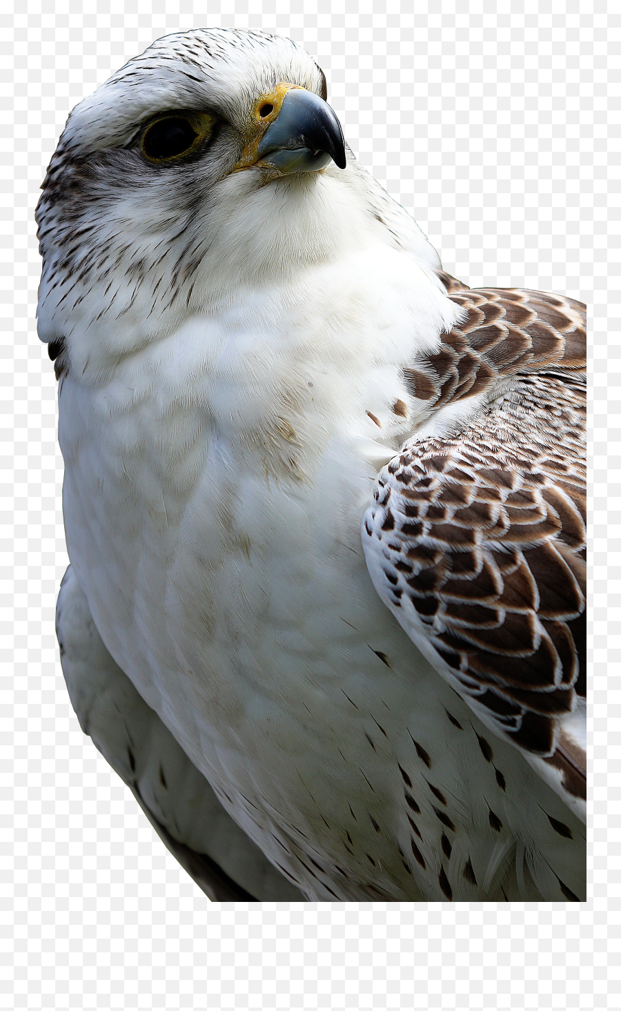 Download Hawk Png Image For Free