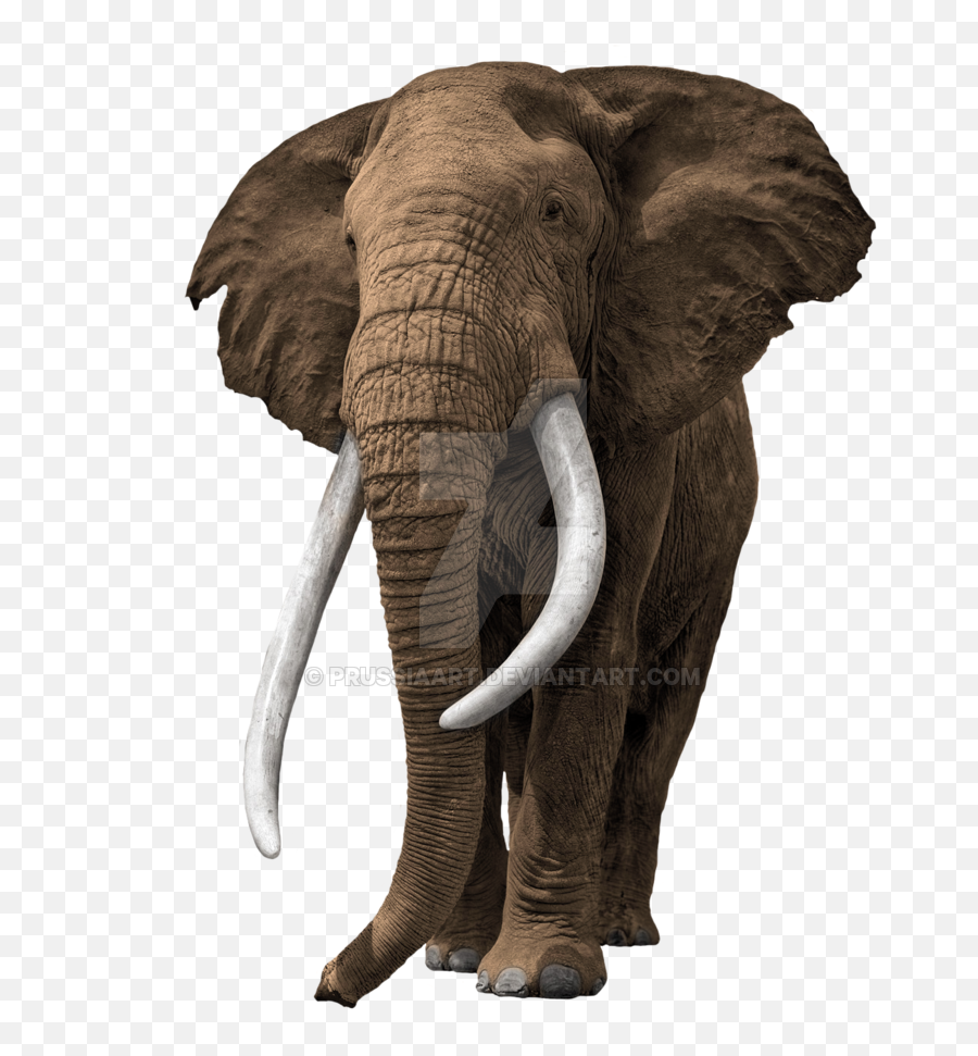 Transparent Bg Elephant - Elephant On Transparent Background Png,Elephant Transparent Background