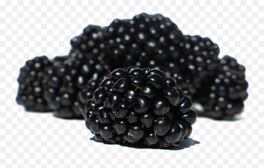 Download Blackberrys Png Image For Free - Blackberry Fruit Png,Blackberries Png