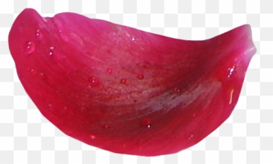 App Insights Falling Rose Petals Live Wall Apptopia - Fresh png