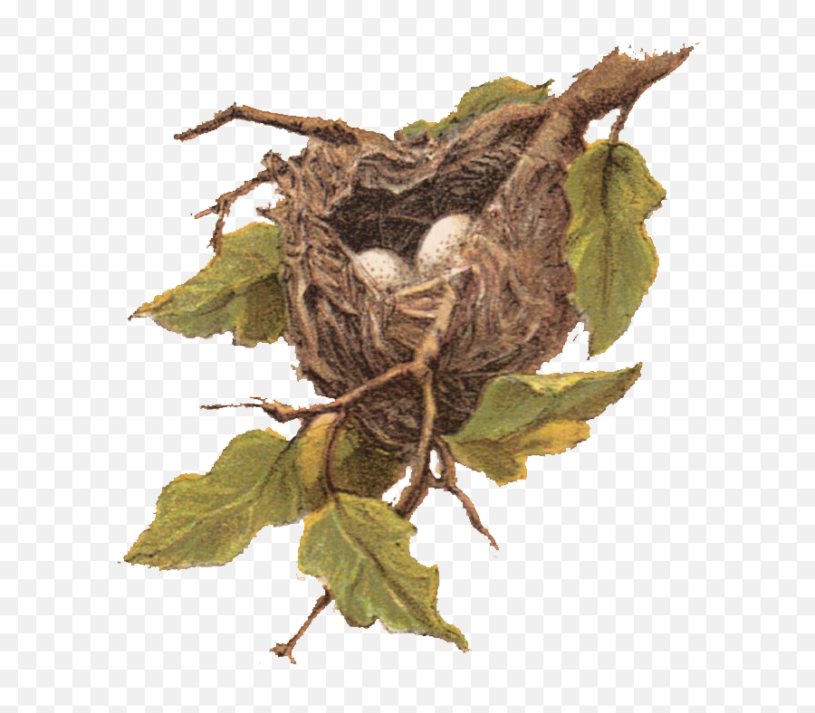 Library Of Nest In Tree Black And White - Bird Nest Clip Art Png,Nest Png