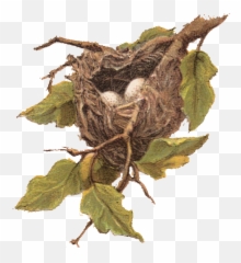 Library Of Nest In Tree Black And White - Bird Nest Clip Art Png,Nest Png