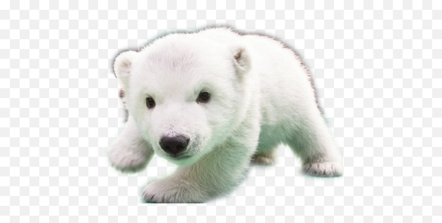 Baby Polar Bears Dog - Cute Baby World Animals Png,Polar Bear Png