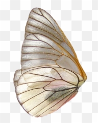 Insect Wings Butterfly Gold Polyvore Moodboard Filler In - Butterfly Wings Png,Gold Wings Png