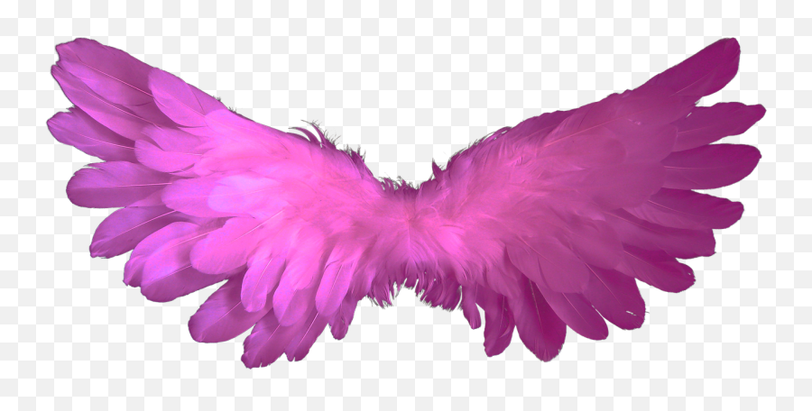 Angelwingsfeatherheavenangel Wings - Free Image From Baby Angel Wings Png,Angel Wings Transparent Background