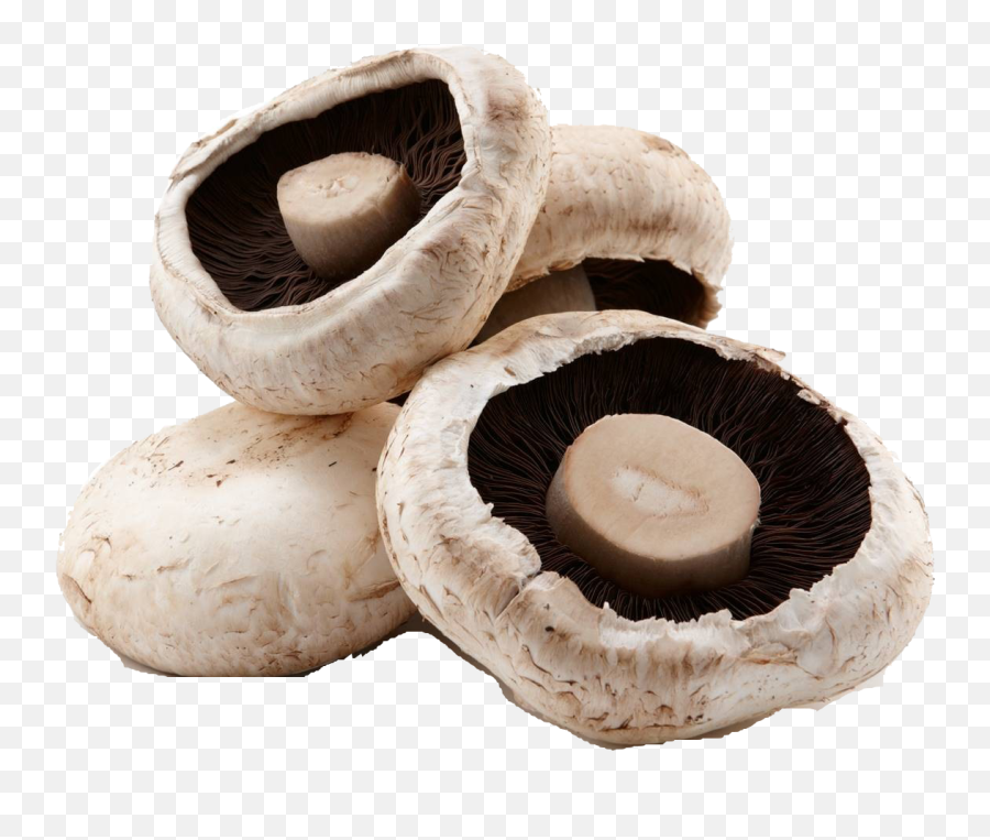 Mushroom Png Image File