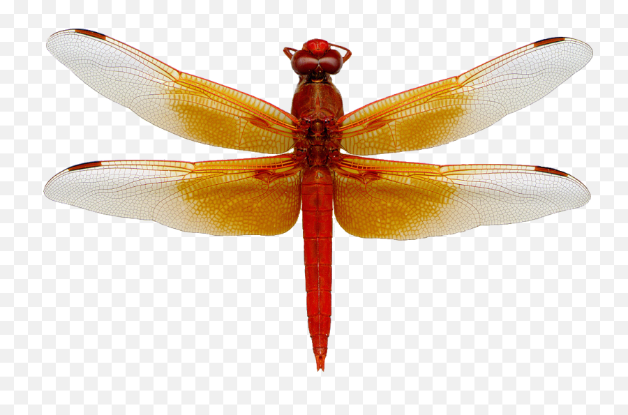 Dragonfly Png 3 Image - Dragonfly Png,Dragonfly Png