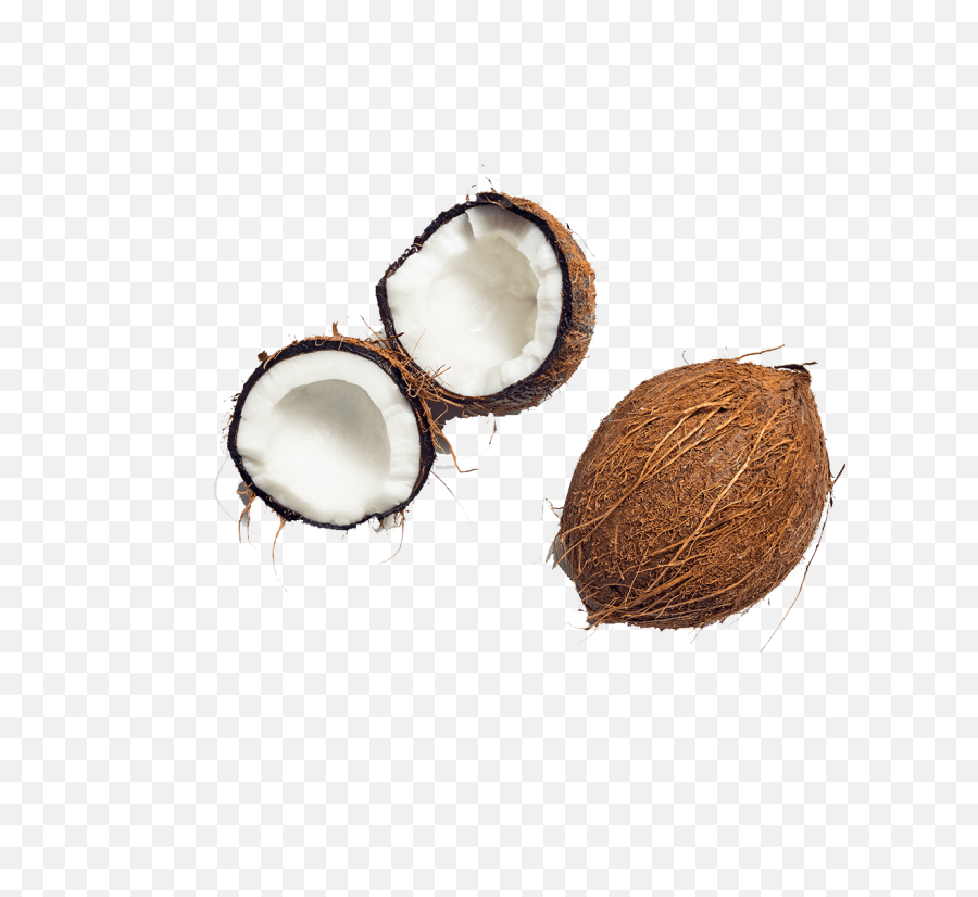 Coconut Free Transparent Images - Coconut Png,Coconut Png
