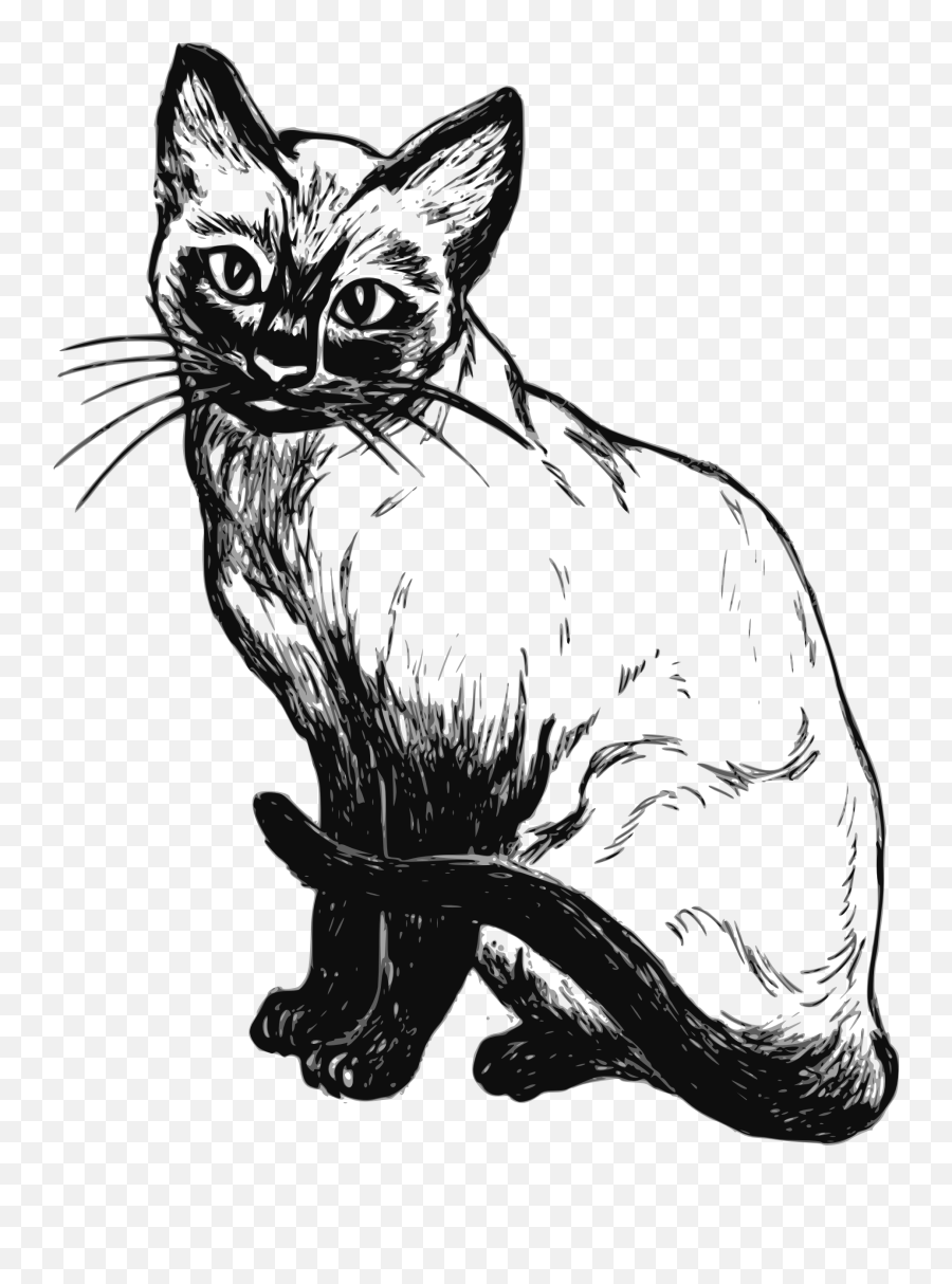 Siamese Cat Kitten Black And White Clip Art - Cat Realistic Siamese Cat Coloring Page Png,Kittens Png
