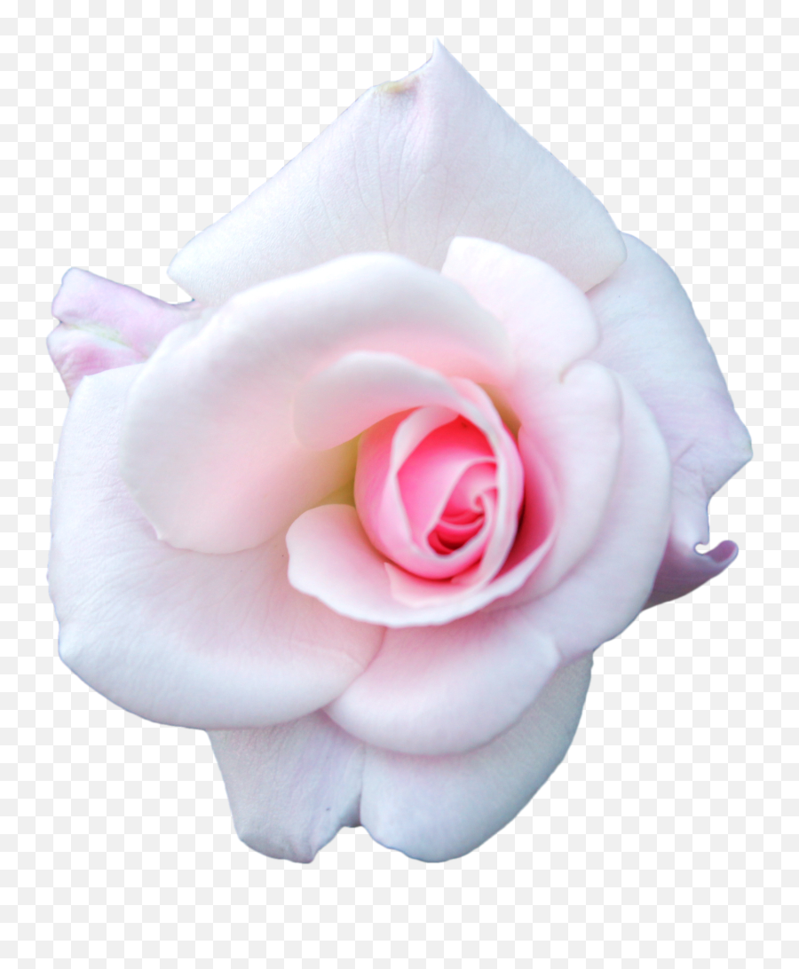 Download White Rose Png Image - Garden Roses,White Roses Png