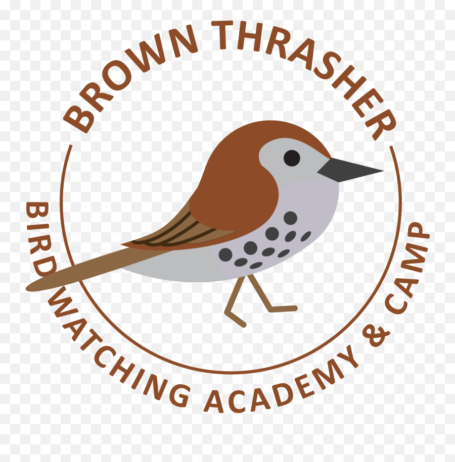 Brown Thrasher - Bird Watching Academy Pdam Kendal Png,Thrasher Logo Png