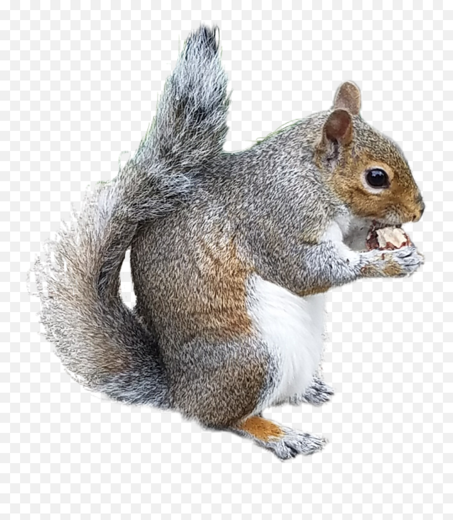Free Chipmunk Drawing Douglas Squirrel Png Transparent Background