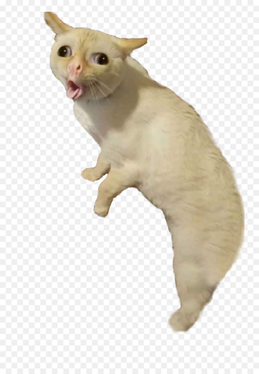 Bad Taxidermy Coughing Cat Full Freetoedit - Coughing Cat Sticker Png,Cat Png