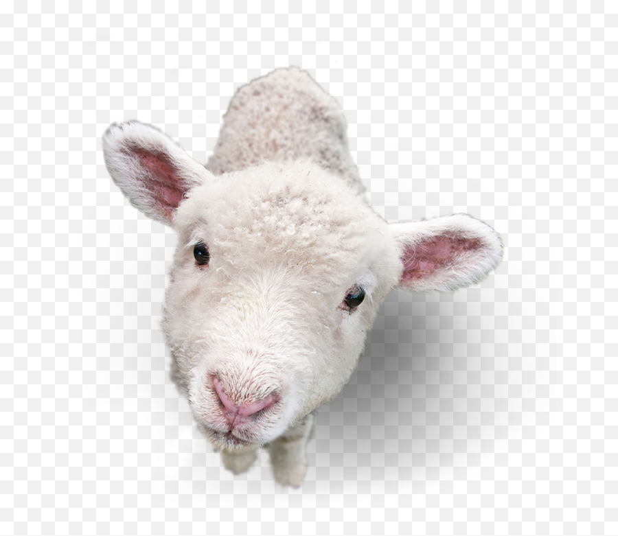 Lamb Png Picture - Lamb Png,Lamb Png