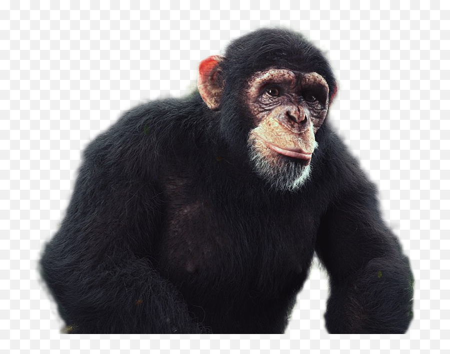 Clip Art With A Transparent Background Png Chimp
