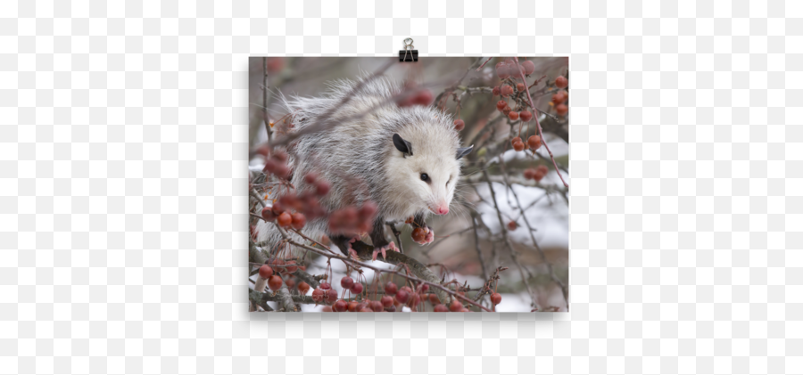 Download Snowpossum Poster - Possum Png Image With No Common Opossum,Possum Transparent