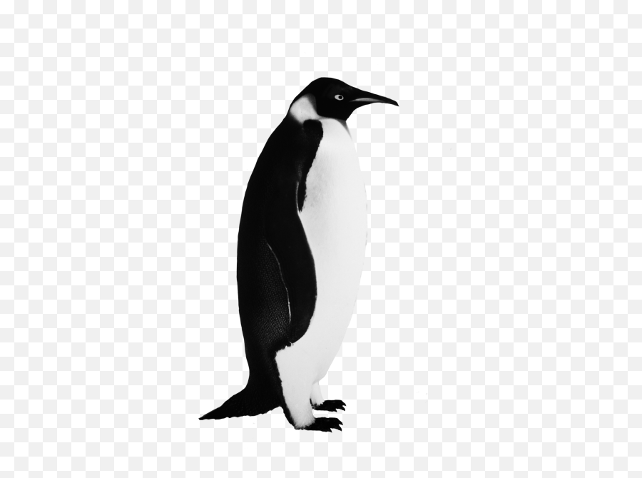 Download Penguin Free Png Transparent Image And Clipart - Penguin Black And White,Penguin Transparent