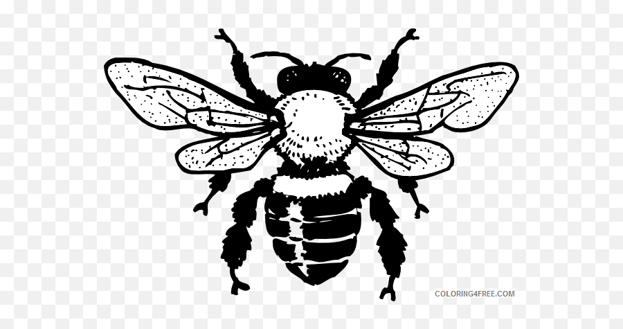 Honey Bee Coloring Pages Queen Hi Png Printable - Free Bee Clip Art,Queen Bee Png