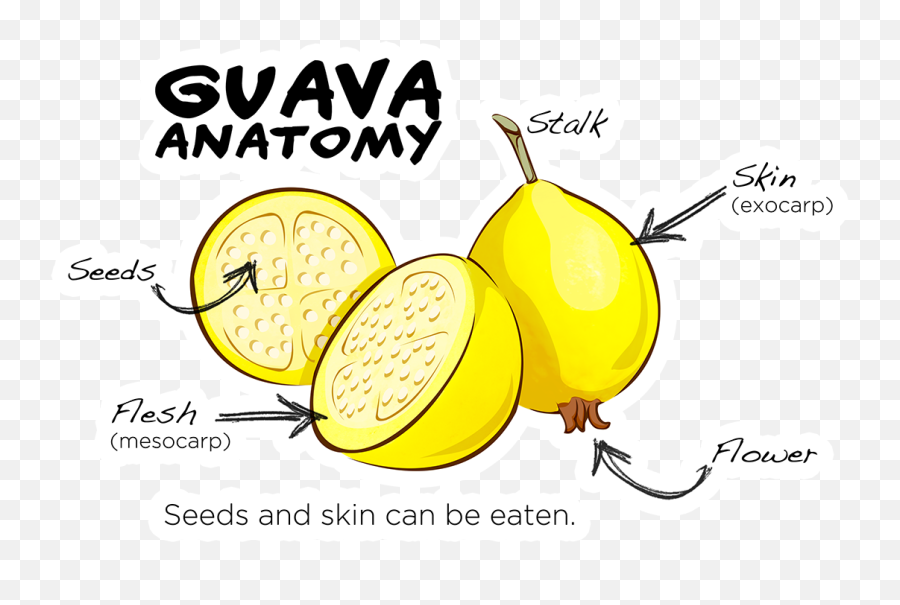 Download Guava Anatomy - Common Guava Full Size Png Image Anatomy Of Guava,Guava Png