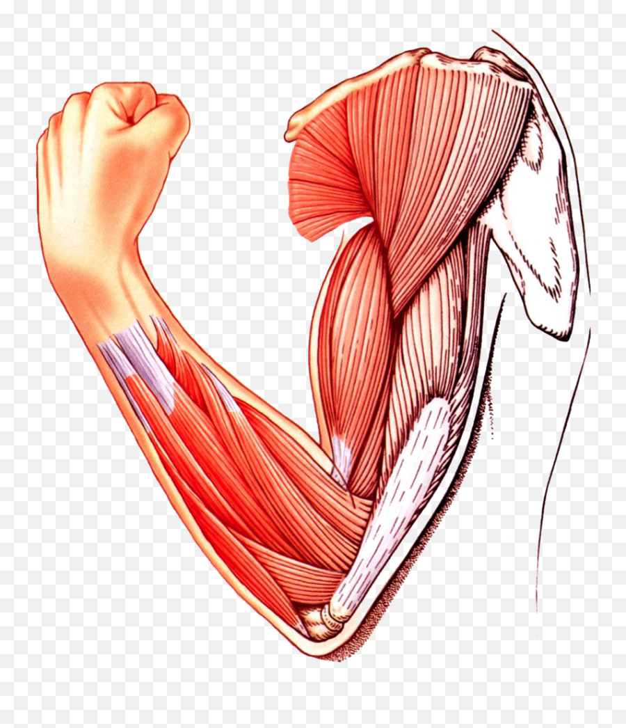 Muscle Arm Download Transparent Png Image Arts - Skeletal Muscle Muscle Clip Art,Arm Transparent
