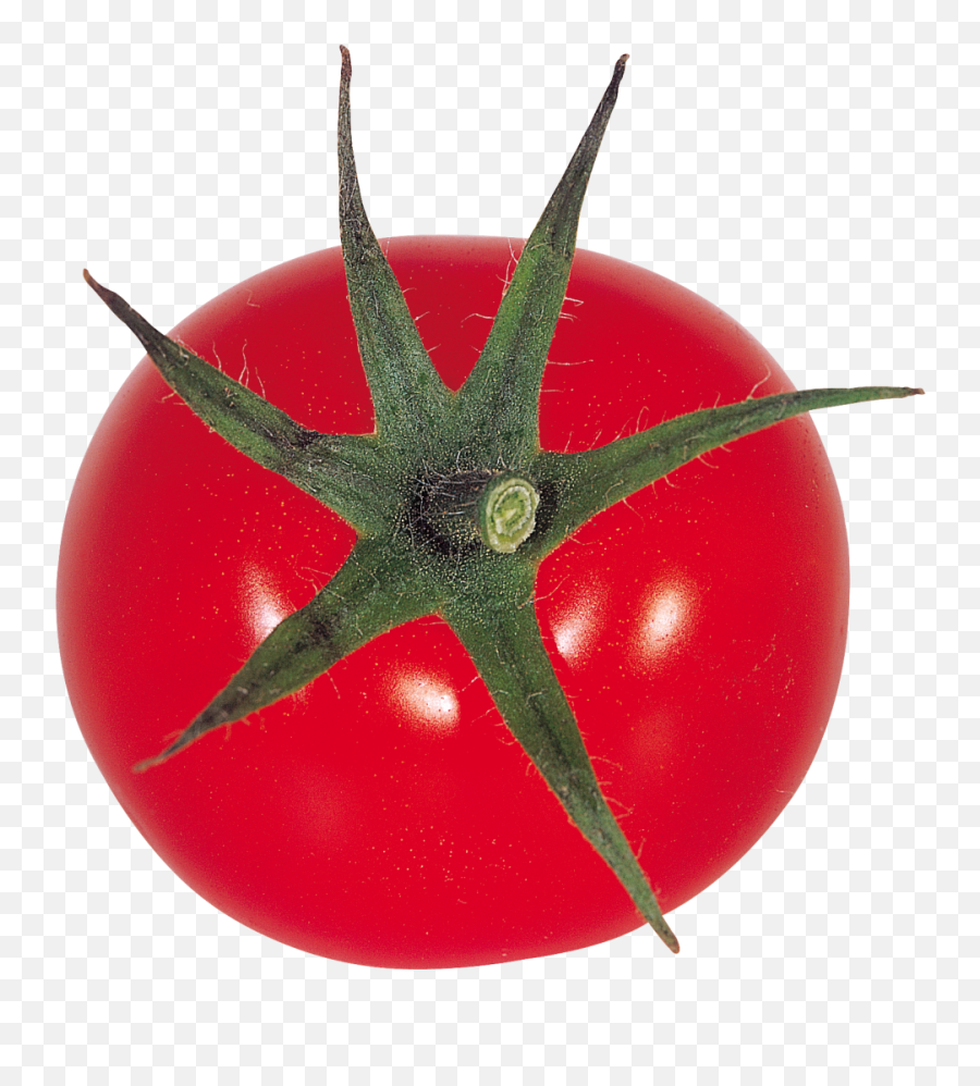 Red Tomatoes Png Image - Purepng Free Transparent Cc0 Png,Tomato Transparent Background