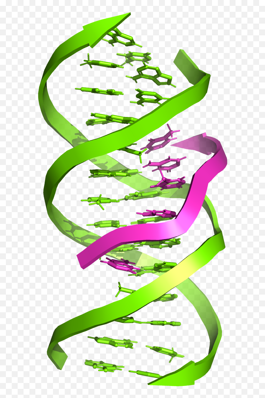 Triple - Vertical Png,Dna Strand Png