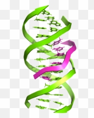 Triple - Vertical Png,Dna Strand Png