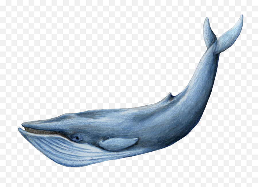 Sea Whale Transparent Background - Blue Whale Transparent Background Png,Dolphin Transparent Background