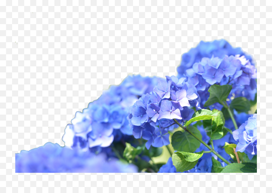 Arquivo De Florrs Roxas Png - Green Png Blue Hydrangea Desktop,Roxas Png