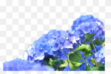 Arquivo De Florrs Roxas Png - Green Png Blue Hydrangea Desktop,Roxas Png