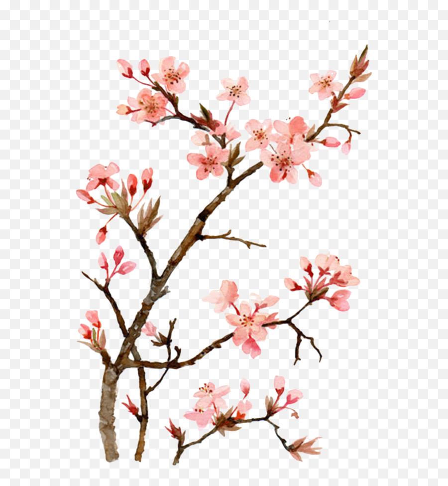 Japanese Cherry Blossom Flower Painting - Cherry Blossom Painting Png,Japanese Flower Png
