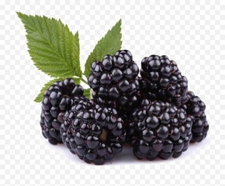 Blackberry Fruit Png Picture - Blackberry Fruit Png,Blackberries Png