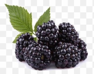 Blackberry Fruit Png Picture - Blackberry Fruit Png,Blackberries Png