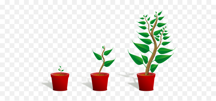 2000 Free Plant Pot U0026 Images - Pixabay Getting To Know Plants Png,Pot Leaf Transparent Background