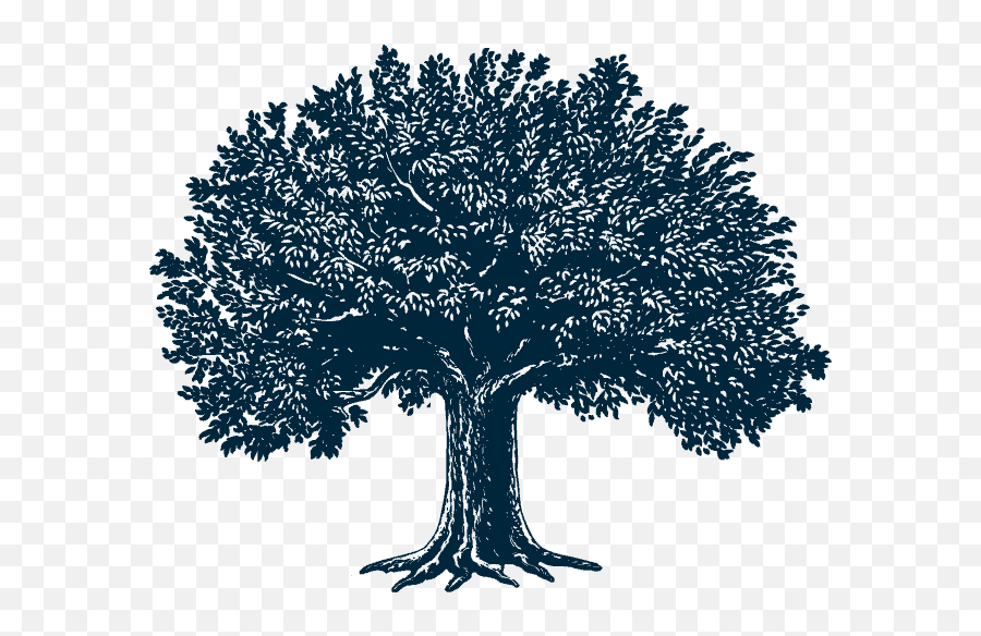 Download Tree Illustration - Illustrations Art Png,Scripture Png