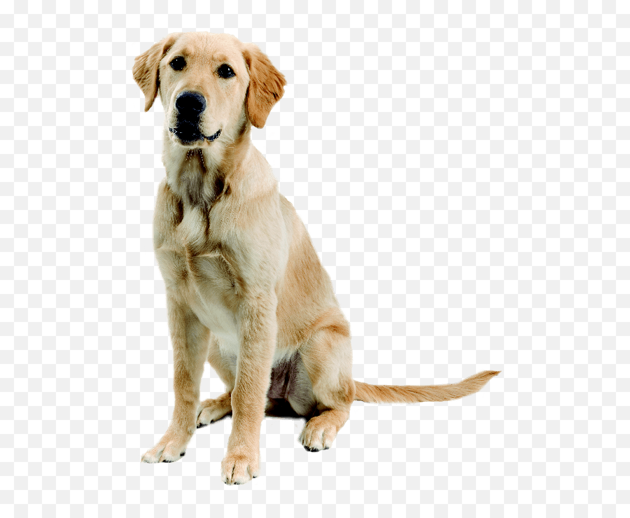 Download Dog Png Image Picture Dogs Hq - Golden Labrador Retriever Mix,Dogs Png