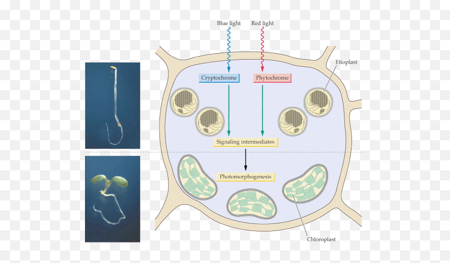 Download Lacan Esbozo De Una Vida Historia Un Sistema - Role Of Phytochrome In Photomorphogenesis Png,Geometry Dash Electrodynamix Icon