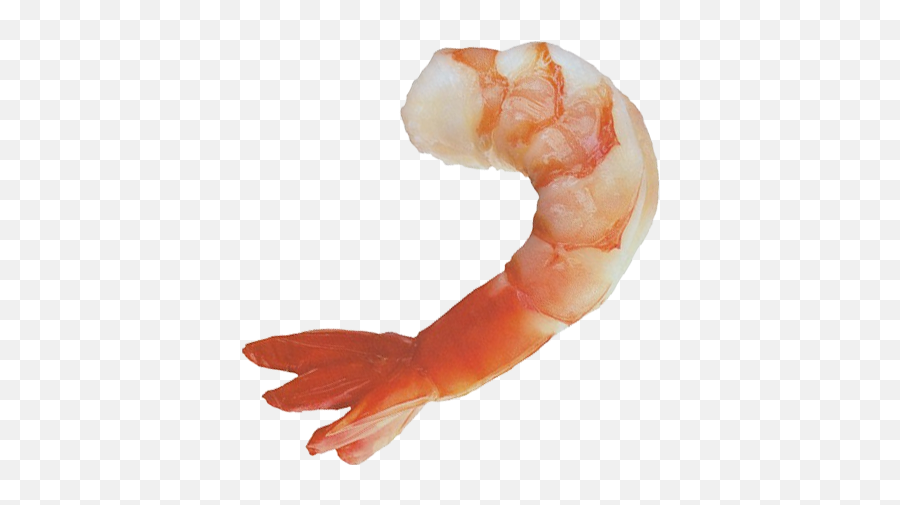 Shrimps Transparent Png File 91400 - Web Icons Png Camaron Png,Prawn Icon