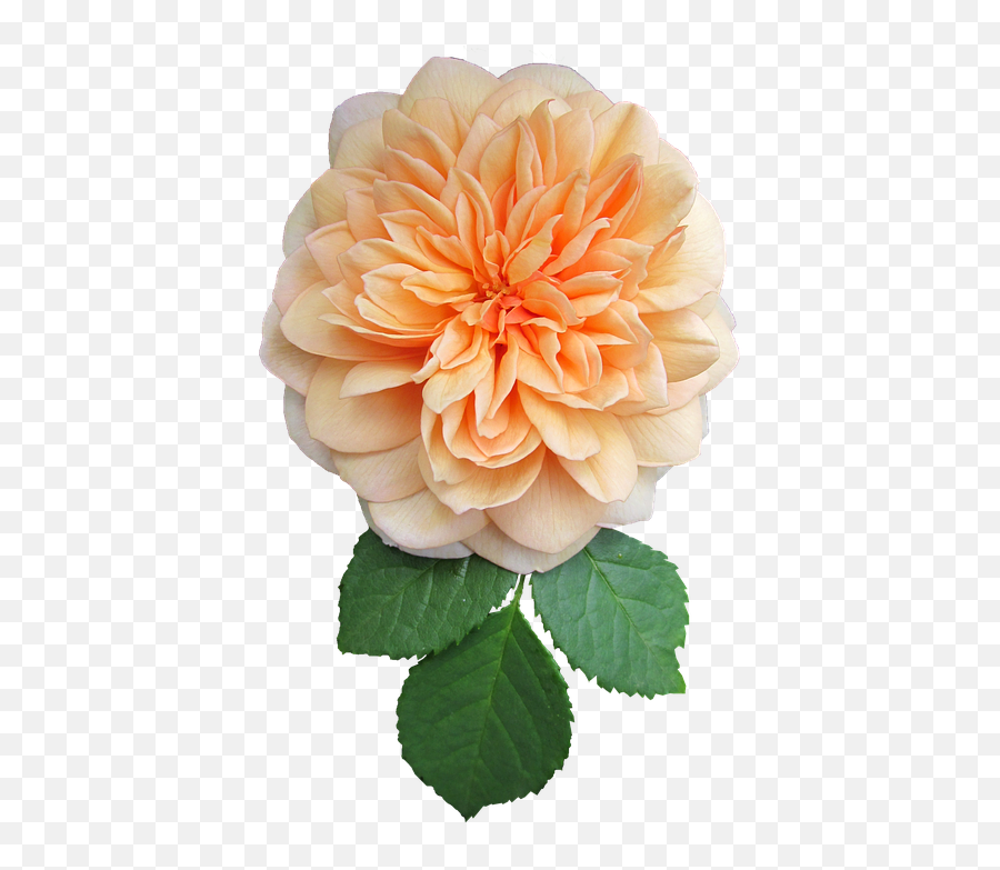 1000 Free Orange Rose U0026 Images - Pixabay Flower Png,Orange Flowers Png