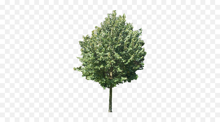 Using Plane Textures For Trees People Etc In Still - Tree Texture Png Oak,Grass Texture Png